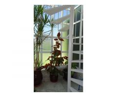 Chalet en venta en Pino Grande.