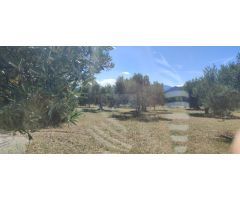CANTALLOPS.- FINCA DE OLIVARES