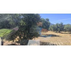CANTALLOPS. FINCA DE OLIVARES Y VIÑAS
