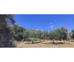 CANTALLOPS.- FINCA DE OLIVARES