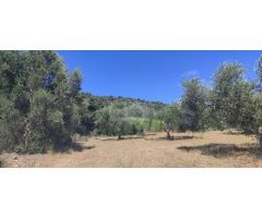 CANTALLOPS.- FINCA DE OLIVARES