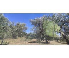 CANTALLOPS.- FINCA DE OLIVARES