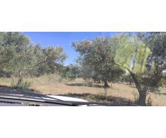 CANTALLOPS.- FINCA DE OLIVARES
