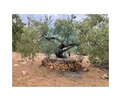 Finca rústica situada en el pueblo pesquero de lAmpolla