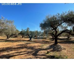 Finca rústica con dos casetas de campo.