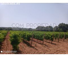 Bodega de vino con finca propia de 13.599 m2 en COSTITX