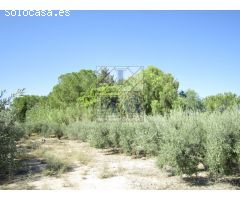 FINCA - CORTIJO
