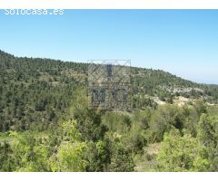 FINCA DE PINOS.