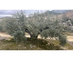 VENTA FINCA DE OLIVAR PUENTE LA SIERRA