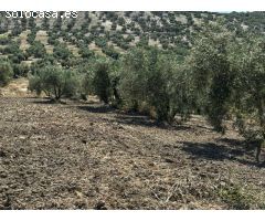 FINCA RUSTICA DE OLIVAR