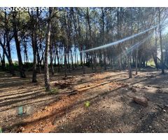 Venta de Parcela Industrial en primera línea de carretera A42, sentido