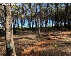 Venta de Parcela Industrial en primera línea de carretera A42, sentido