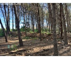 Venta de Parcela Industrial en primera línea de carretera A42, sentido