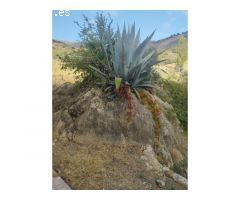 Amplia casa de campo con terreno en Alcaucín!