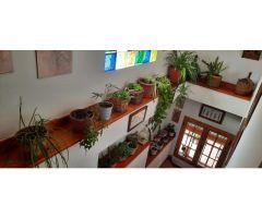 Increíble casa de campo con invernadero, piscina y terreno en Fornes!