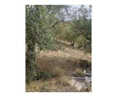 Gran finca de 18.000 metros en Riogordo!