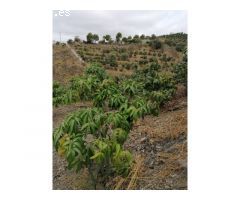 Casa de campo con 6000 m2 de terreno