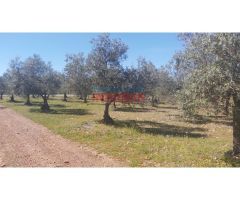 Finca con olivos en Castañar de Ibor