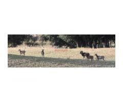 Finca de 2100 has de caza mayor y agrícola en Villora (Cuenca)
