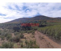 Finca rústica de 193 ha con jabalíes, corzos, venados, con una casa y poblada de