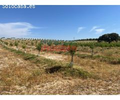 Finca de 20 has de regadío en Galisteo