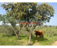 Finca rústica en Valdelacasa de Tajo, Cáceres.
