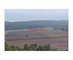 Finca de 2100 has de caza mayor y agrícola en Villora (Cuenca)