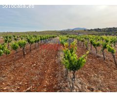 Viñedo en plena producción