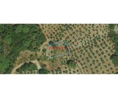 Lote de 8 fincas rústicas en Castañar de Ibor.