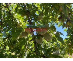 Finca de 140ha de regadío en ecológico