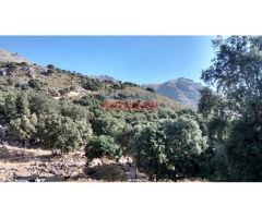 Finca rústica de 345ha en Jaén