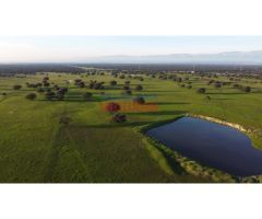 Finca ganadera de 206ha en Saucedilla