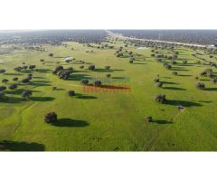 Finca ganadera de 206ha en Saucedilla