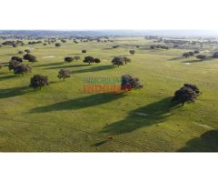 Finca ganadera de 206ha en Saucedilla