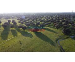 Finca ganadera de 206ha en Saucedilla