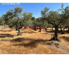 Finca en Casas de Belvis