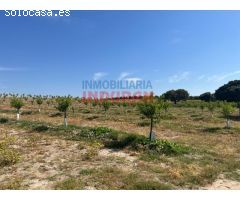 Finca de regadío con almendros en Saucedilla