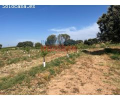 Finca de regadío con almendros en Saucedilla