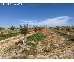 Finca de regadío con almendros en Saucedilla
