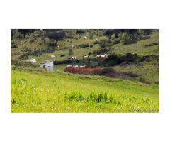 Finca de 255 ha para ganado, caza y recreo con edificaciones en Montemolín