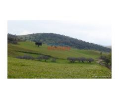 Finca de 255 ha para ganado, caza y recreo con edificaciones en Montemolín