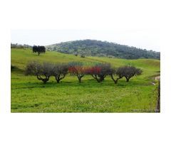 Finca de 255 ha para ganado, caza y recreo con edificaciones en Montemolín