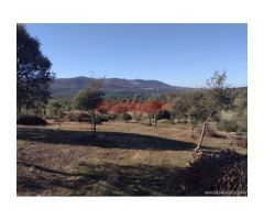 Finca de 32 hectáreas cerrada con malla cinegética, con encinas grandes y toda