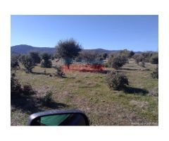 Finca de 32 hectáreas cerrada con malla cinegética, con encinas grandes y toda