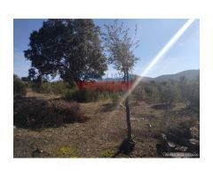 Finca de 32 hectáreas cerrada con malla cinegética, con encinas grandes y toda