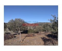 Finca de 32 hectáreas cerrada con malla cinegética, con encinas grandes y toda
