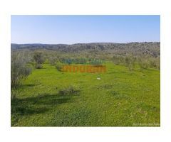 Finca de 85 hectáreas, cerrada y acuartelada en Valdelacasa del Tajo