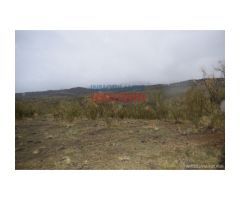 Finca de 85 hectáreas, cerrada y acuartelada en Valdelacasa del Tajo