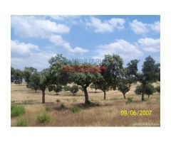 Finca de 284 ha vallada con casa en Alcántara