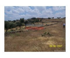 Finca de 284 ha vallada con casa en Alcántara